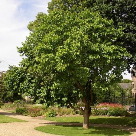 native mulberry tree for sale